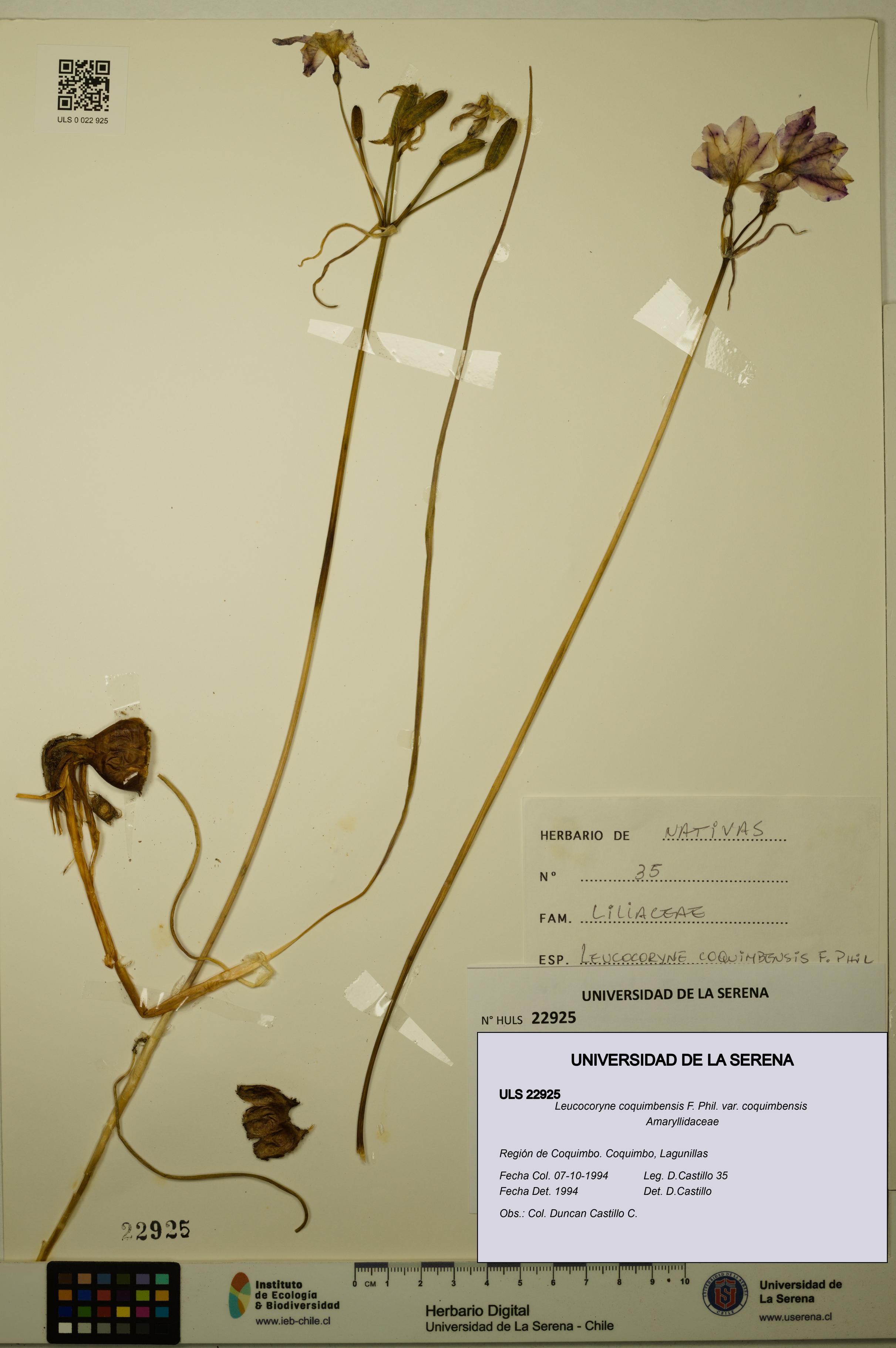 Leucocoryne coquimbensis var. coquimbensis [Espécimen: ULS:ULS:0022925]