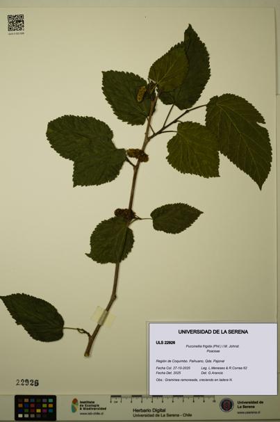 Puccinellia frigida [Espécimen: ULS:ULS:0022926]