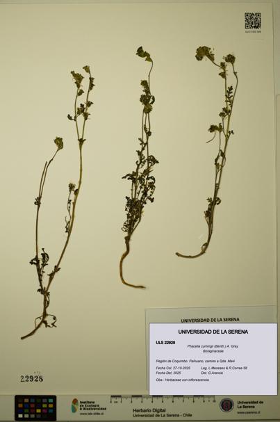 Phacelia cumingii [Espécimen: ULS:ULS:0022928]