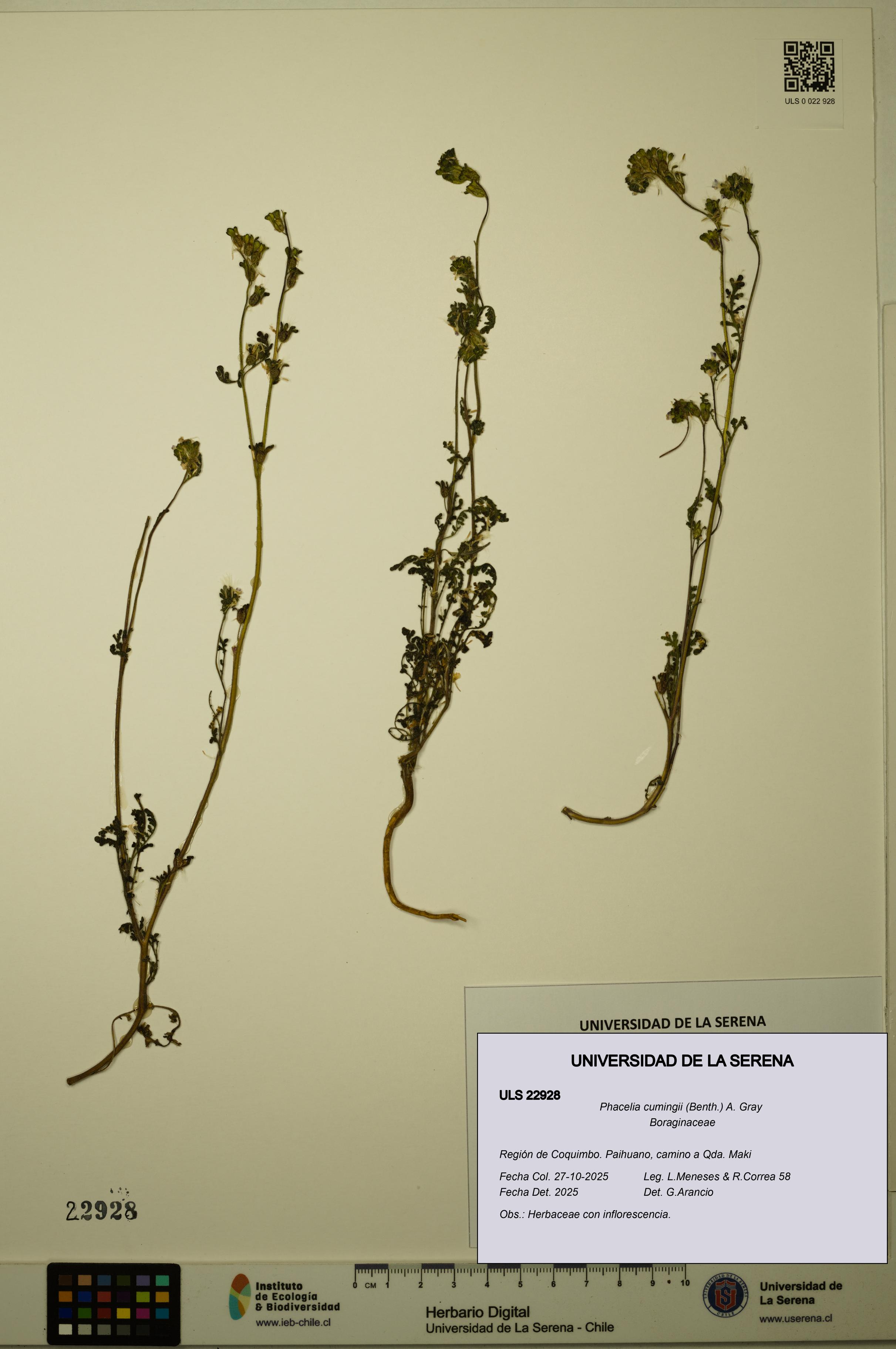 Phacelia cumingii [Espécimen: ULS:ULS:0022928]