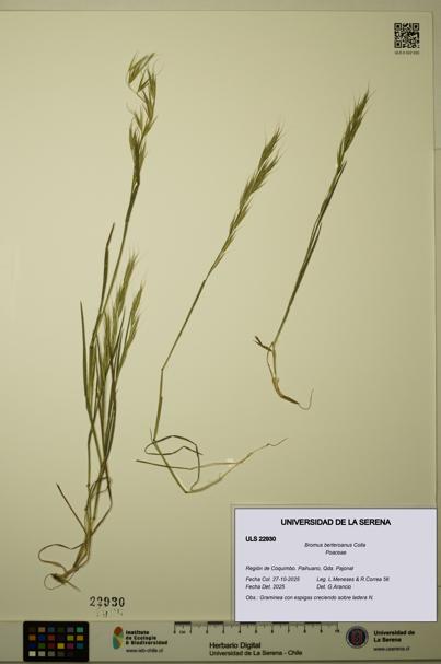 Bromus berteroanus [Espécimen: ULS:ULS:0022930]
