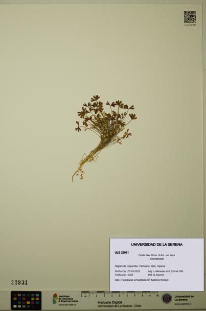 Oxalis laxa var. laxa [Espécimen: ULS:ULS:0022931]