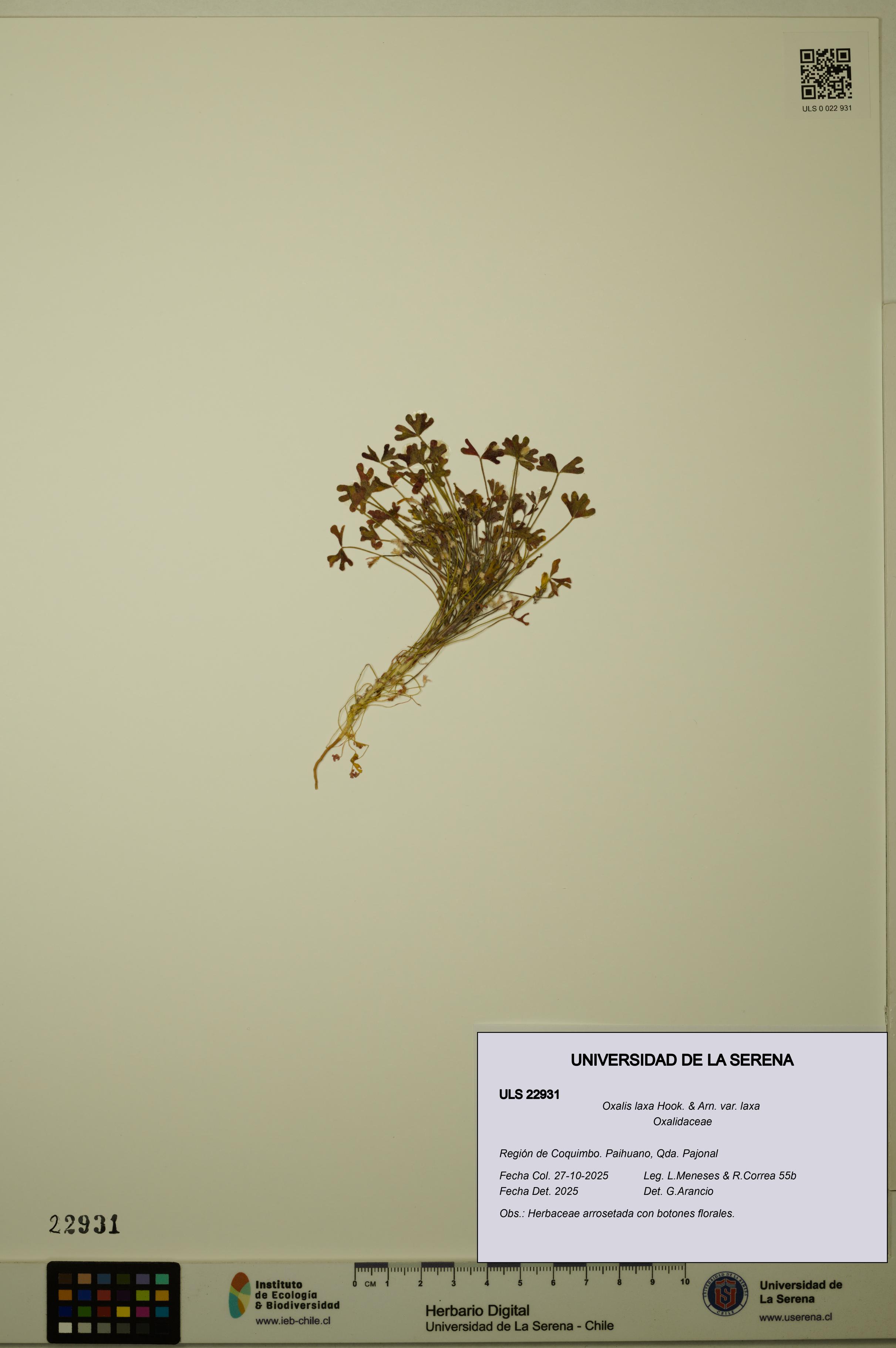 Oxalis laxa var. laxa [Espécimen: ULS:ULS:0022931]