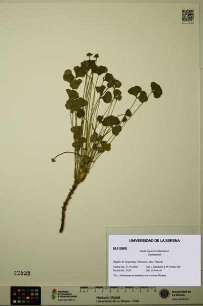 Oxalis squarrosa [Espécimen: ULS:ULS:0022932]