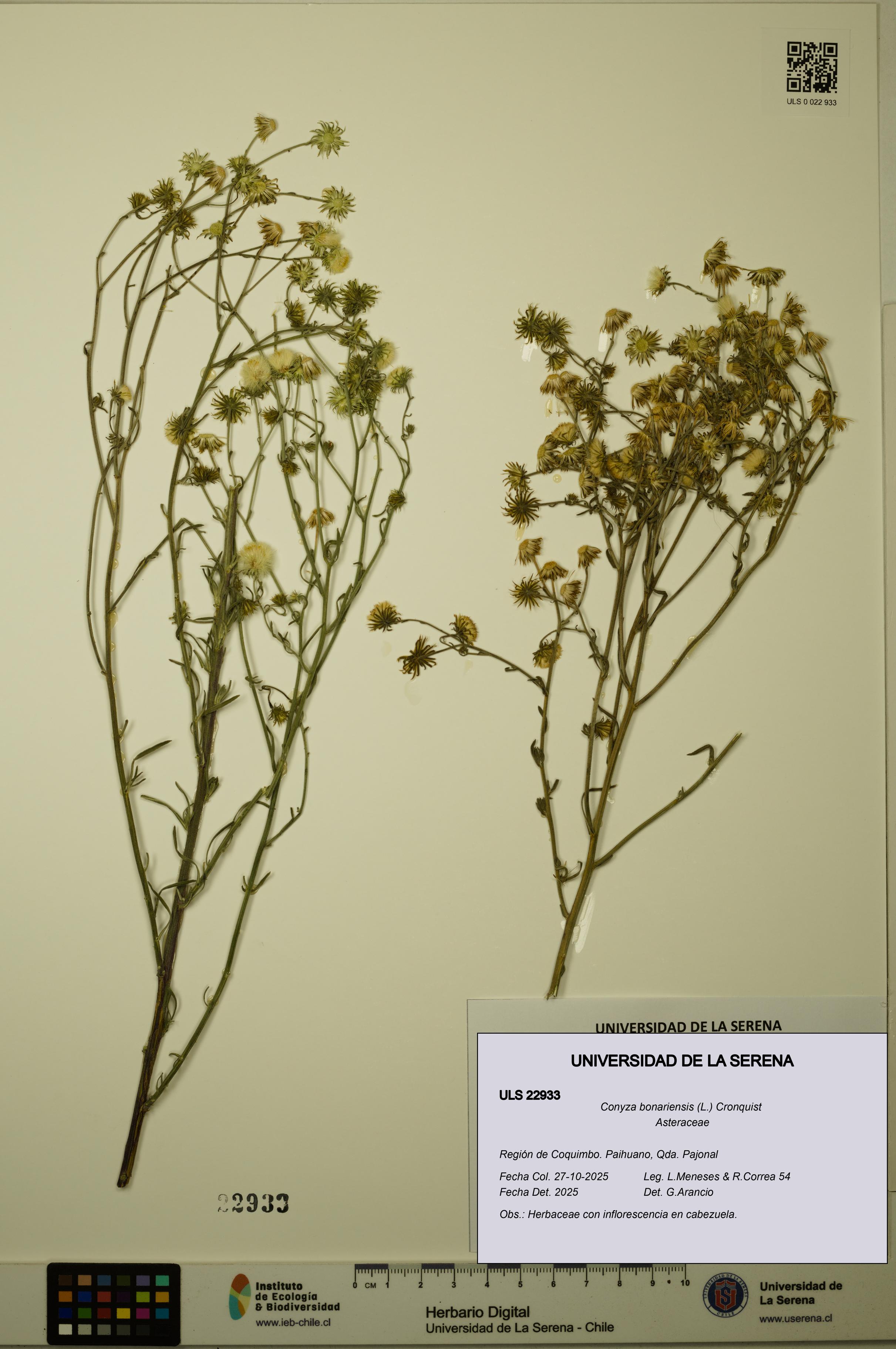 Conyza bonariensis [Espécimen: ULS:ULS:0022933]