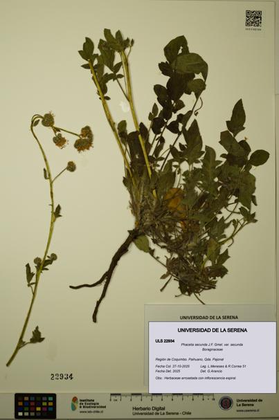 Phacelia secunda var. secunda [Espécimen: ULS:ULS:0022934]