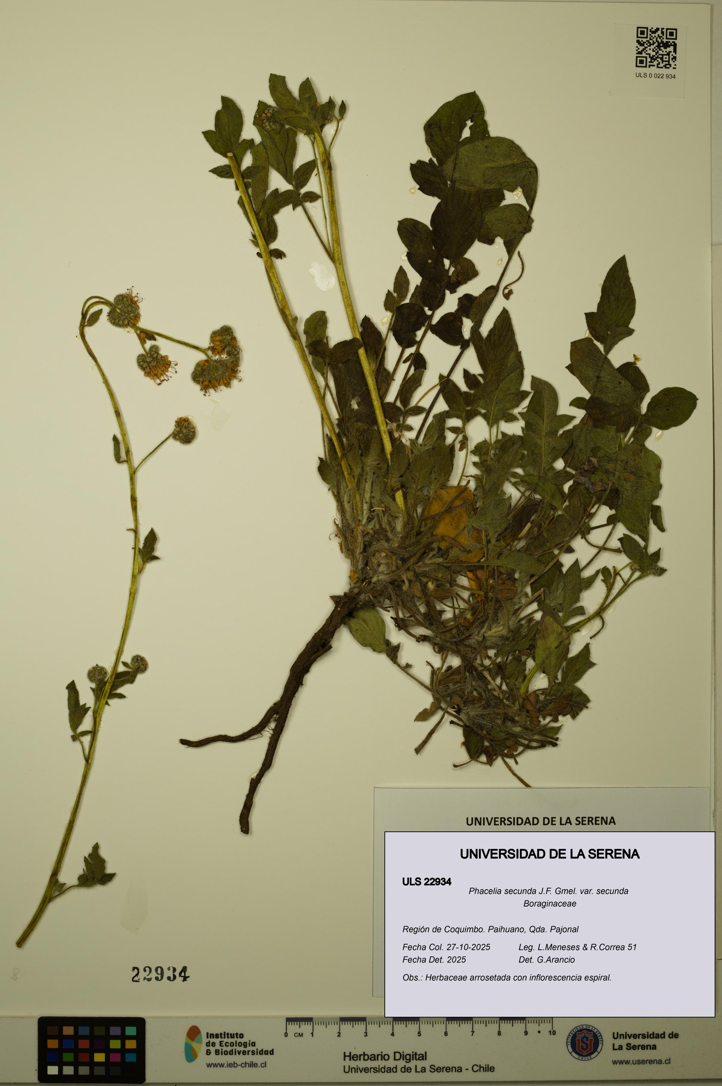 Phacelia secunda var. secunda [Espécimen: ULS:ULS:0022934]