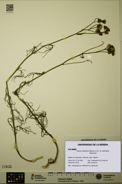 Senecio hakeifolius var. hakeifolius [Espécimen: ULS:ULS:0022935]