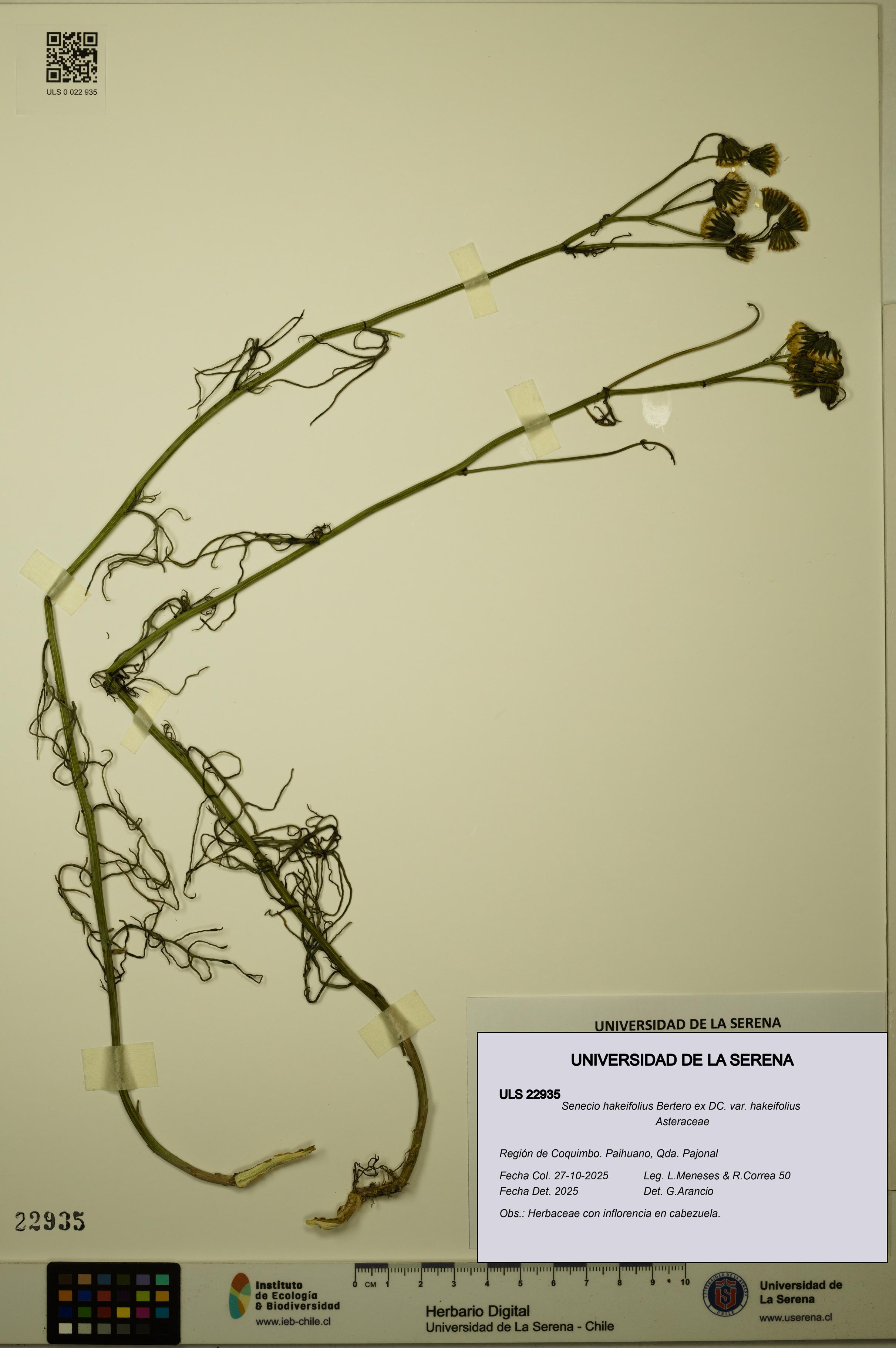 Senecio hakeifolius var. hakeifolius [Espécimen: ULS:ULS:0022935]