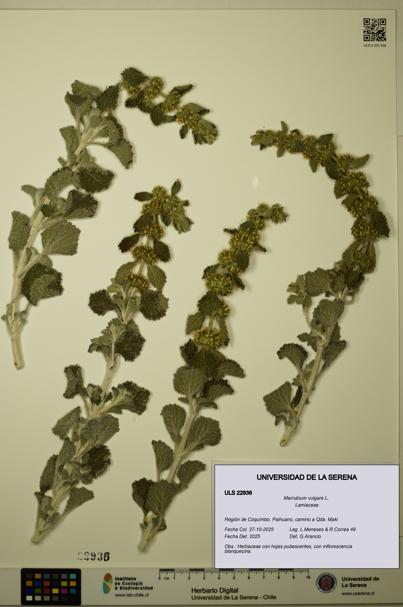 Marrubium vulgare [Espécimen: ULS:ULS:0022936]