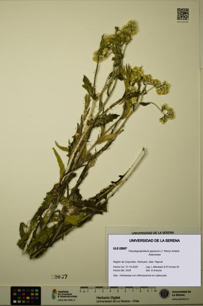 Pseudognaphalium gayanum [Espécimen: ULS:ULS:0022937]