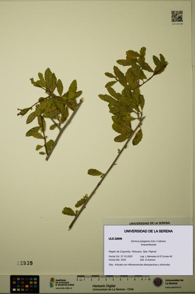 Schinus polygama [Espécimen: ULS:ULS:0022939]