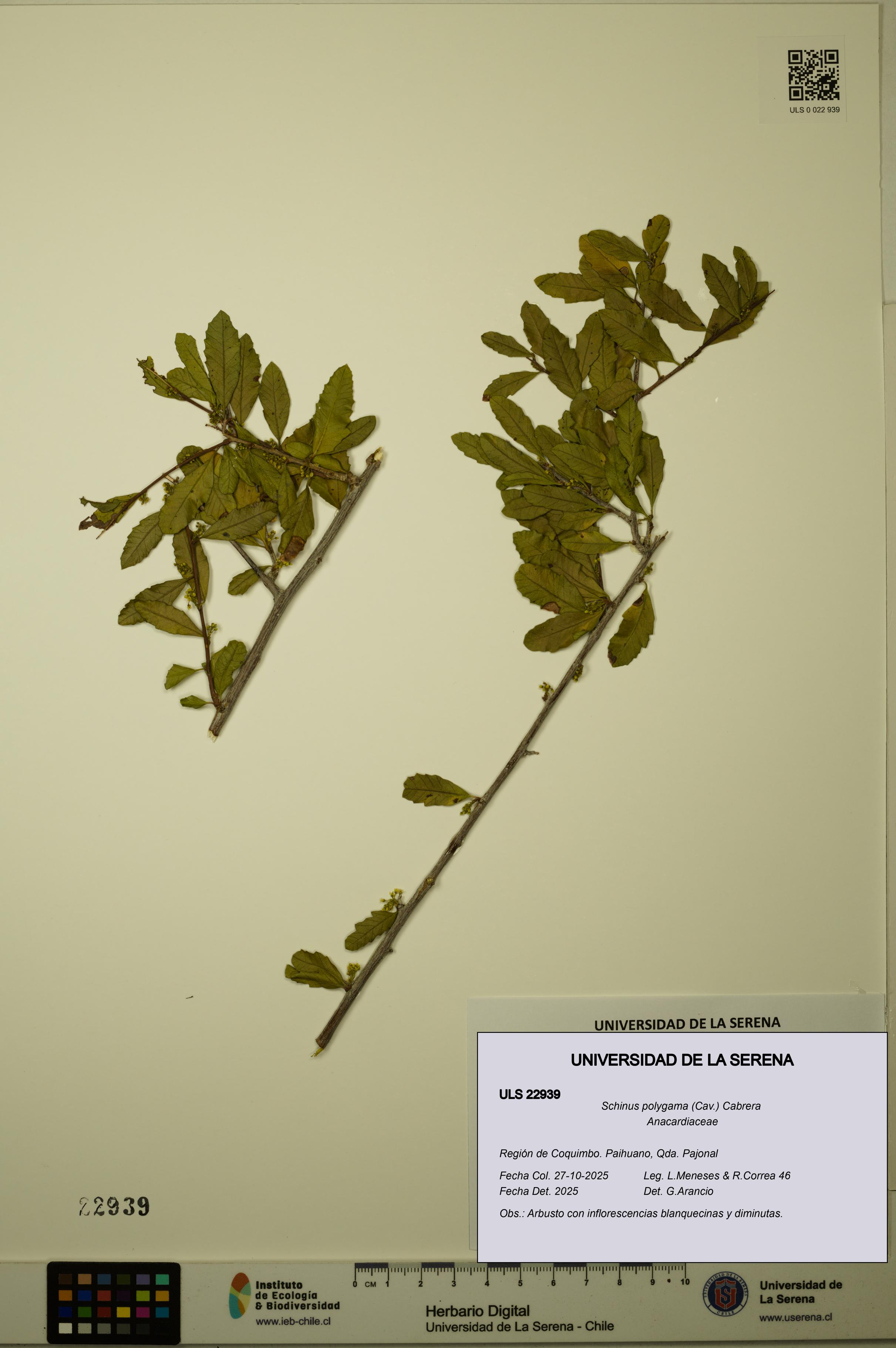 Schinus polygama [Espécimen: ULS:ULS:0022939]