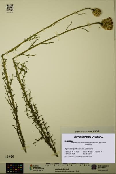Plectocephalus cachinalensis [Espécimen: ULS:ULS:0022940]