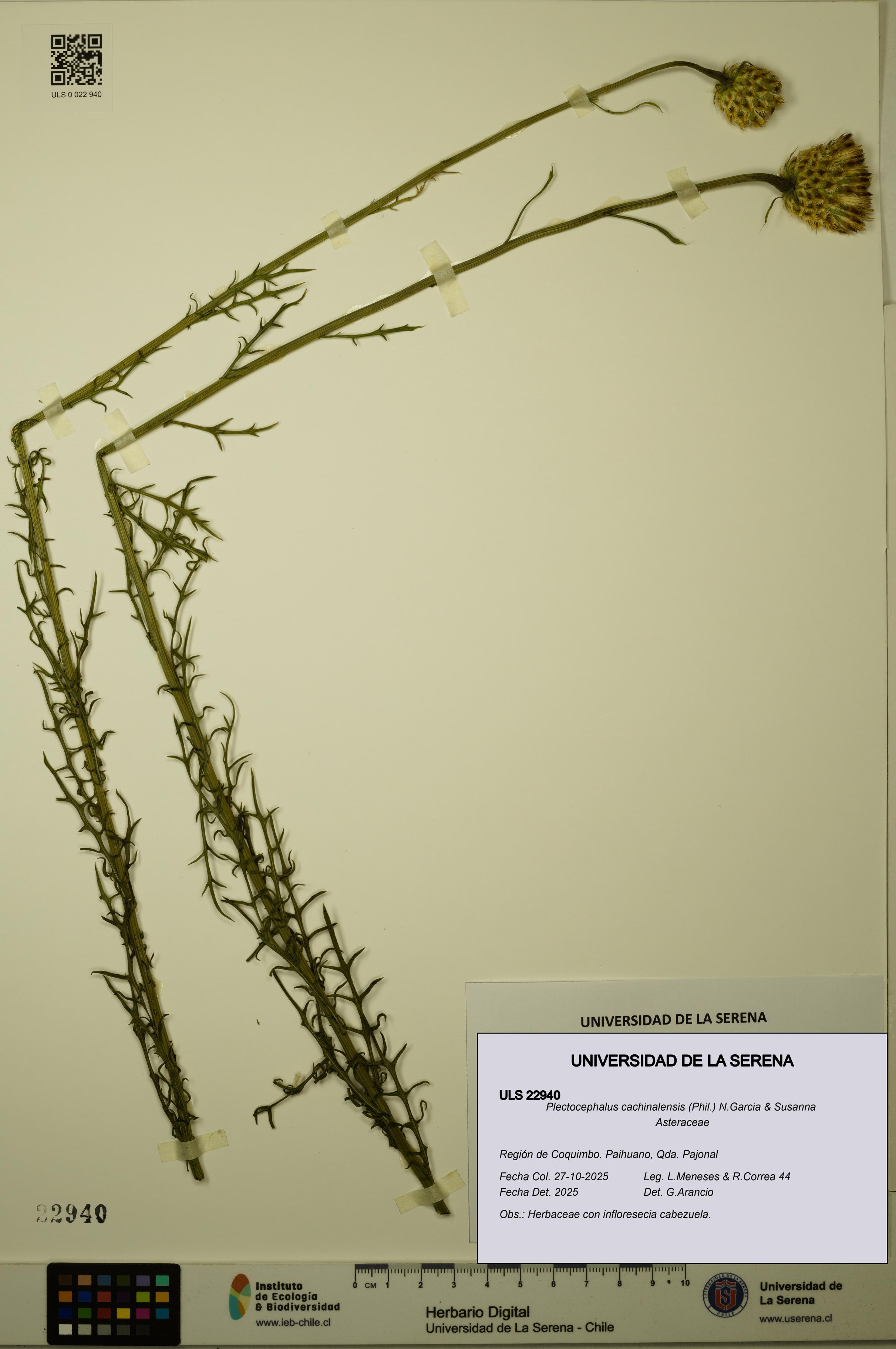 Plectocephalus cachinalensis [Espécimen: ULS:ULS:0022940]