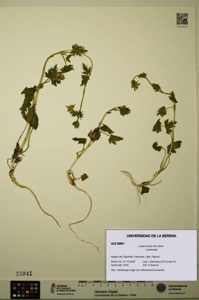 Loasa tricolor [Espécimen: ULS:ULS:0022941]