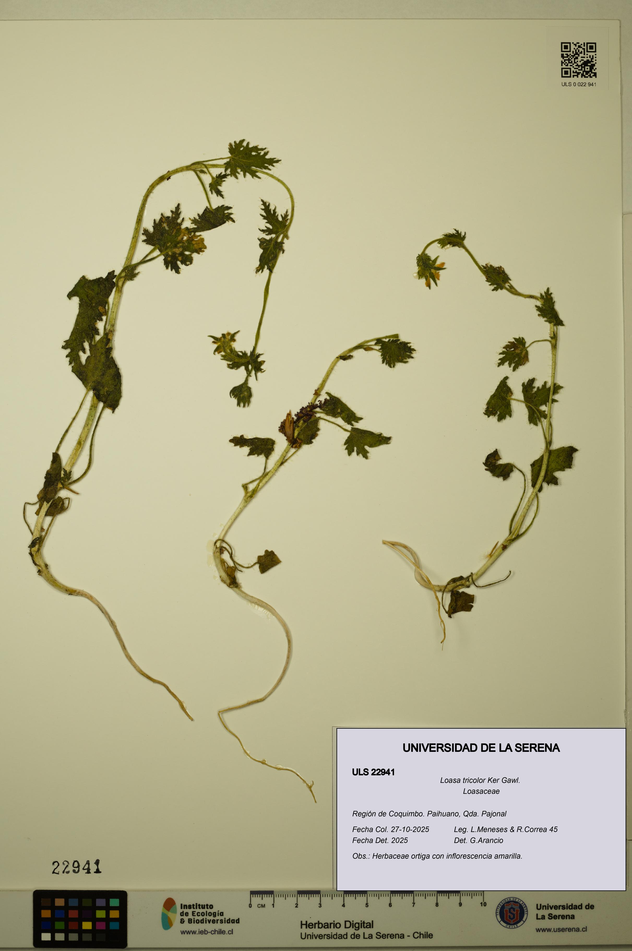 Loasa tricolor [Espécimen: ULS:ULS:0022941]