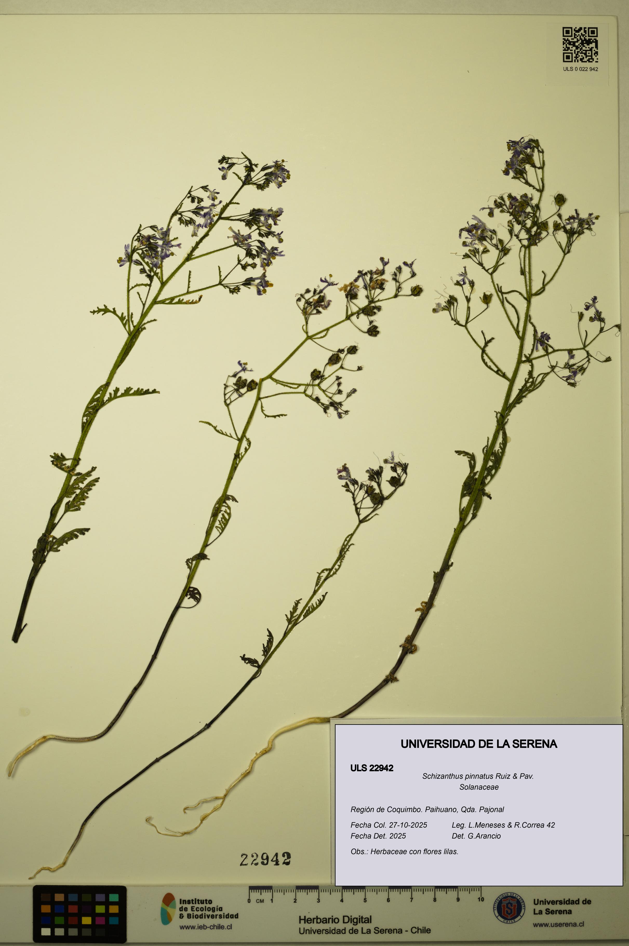 Schizanthus pinnatus [Espécimen: ULS:ULS:0022942]