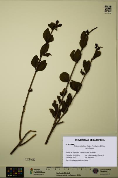Tristerix verticillatus [Espécimen: ULS:ULS:0022944]