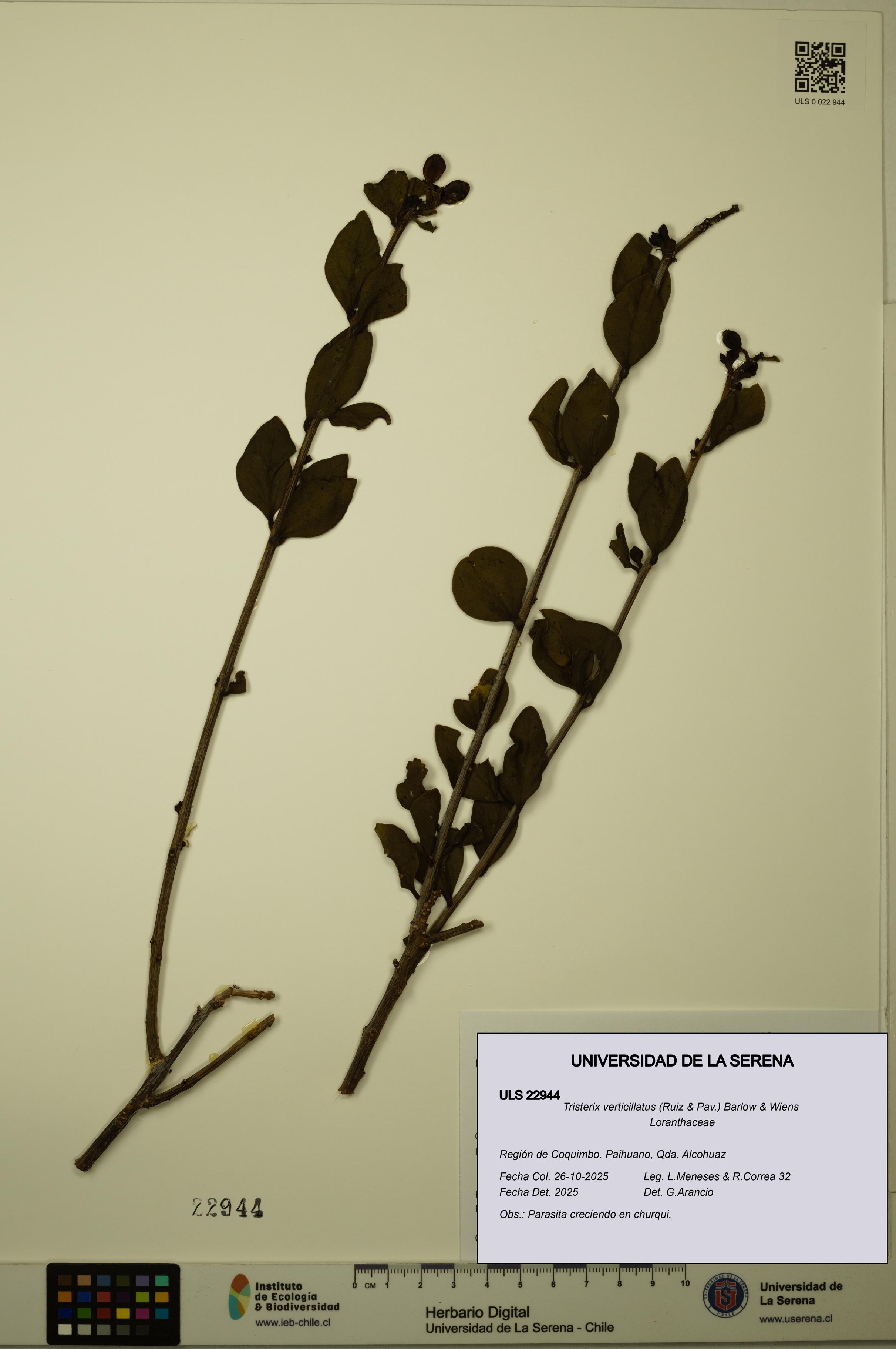 Tristerix verticillatus [Espécimen: ULS:ULS:0022944]