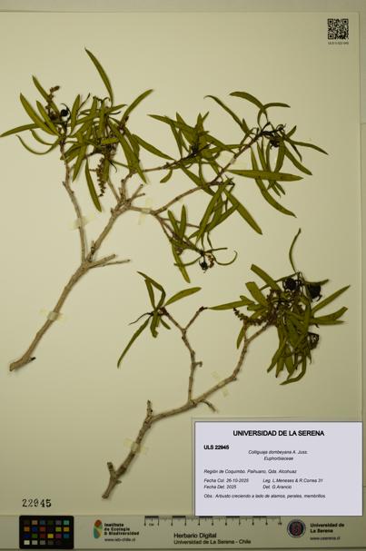 Colliguaja dombeyana [Espécimen: ULS:ULS:0022945]