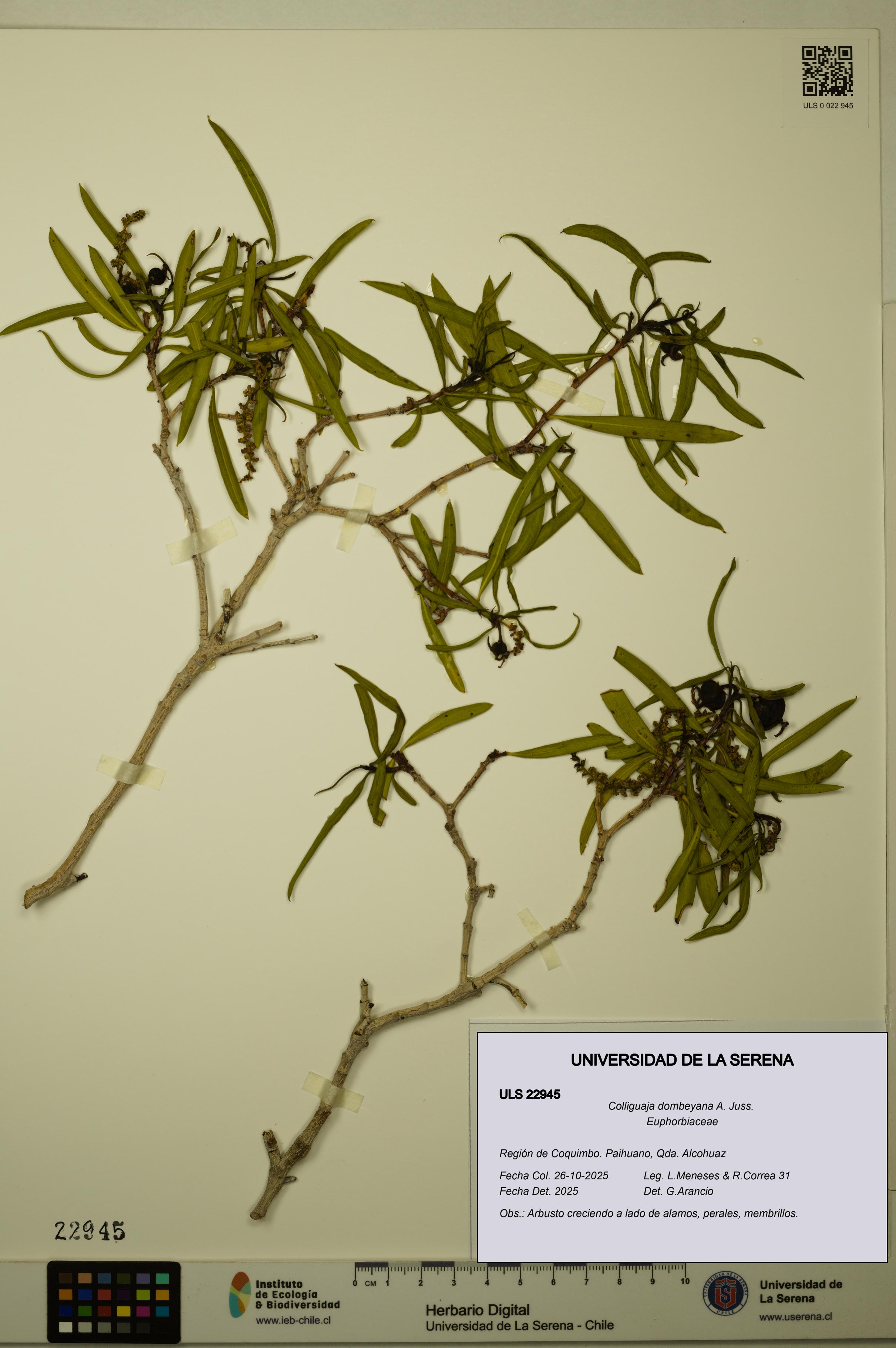 Colliguaja dombeyana [Espécimen: ULS:ULS:0022945]