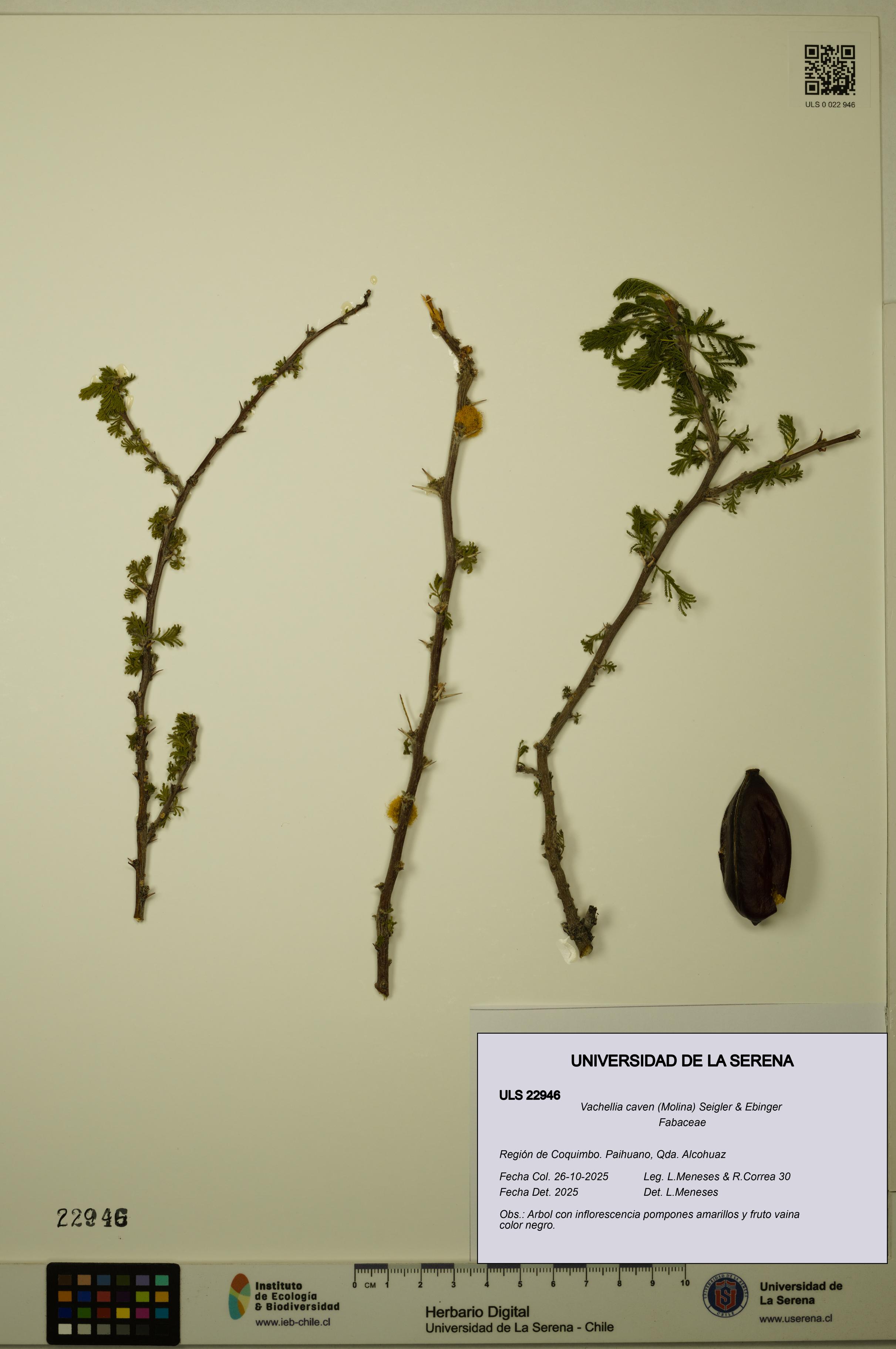Vachellia caven [Espécimen: ULS:ULS:0022946]