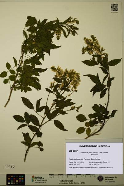 Otholobium glandulosum [Espécimen: ULS:ULS:0022947]