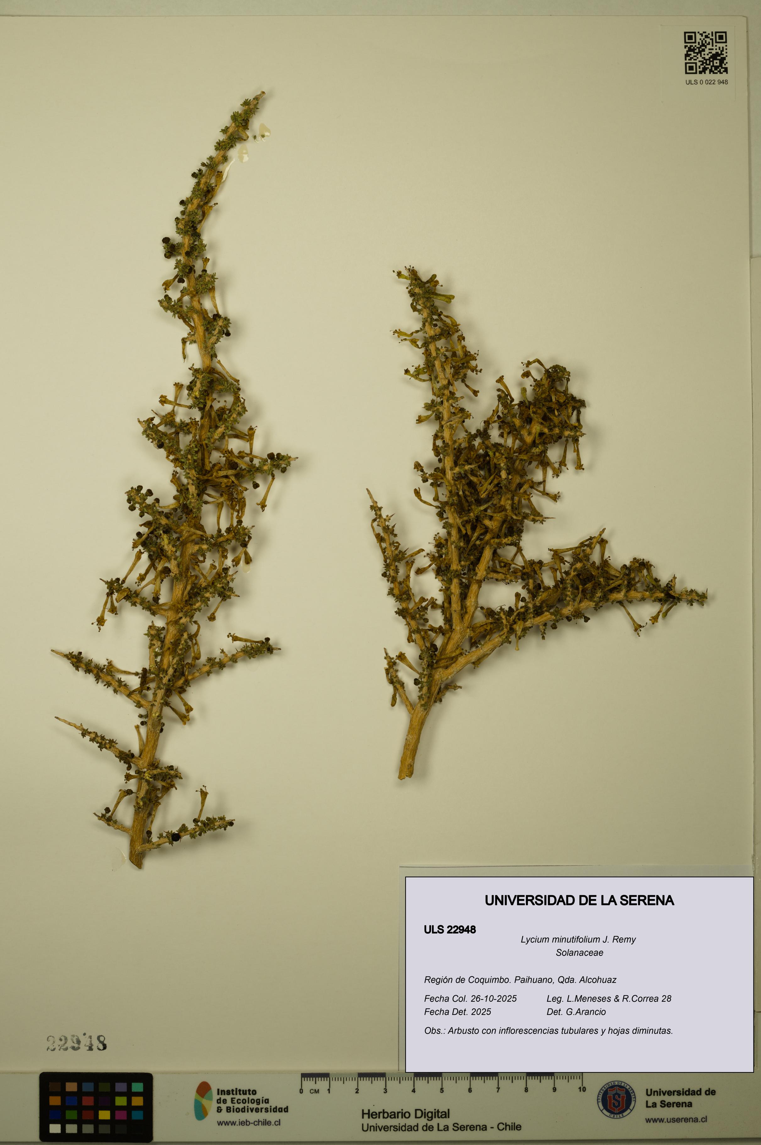 Lycium minutifolium [Espécimen: ULS:ULS:0022948]