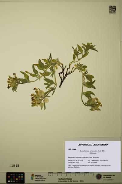 Cruckshanksia hymenodon [Espécimen: ULS:ULS:0022949]