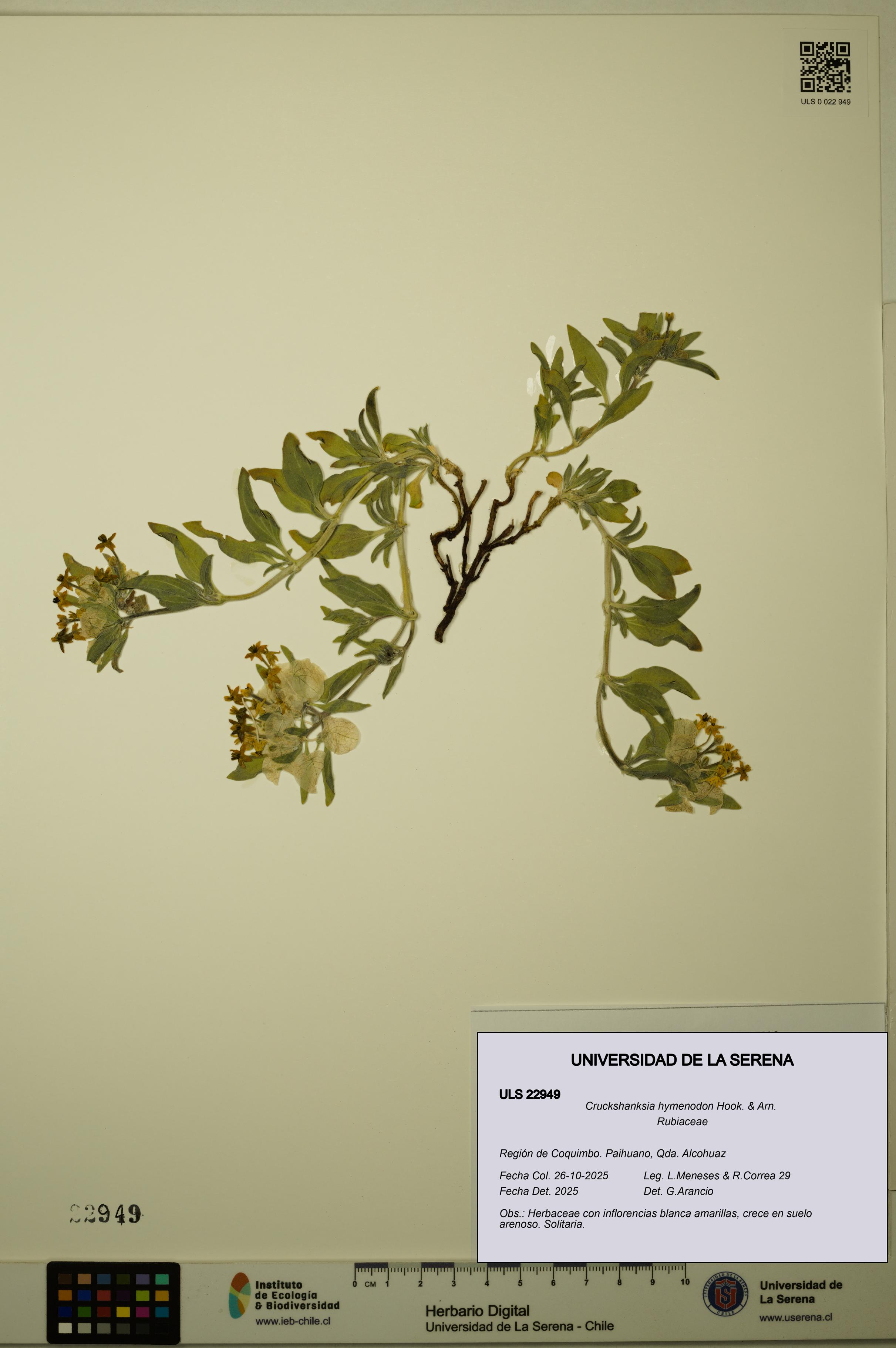 Cruckshanksia hymenodon [Espécimen: ULS:ULS:0022949]