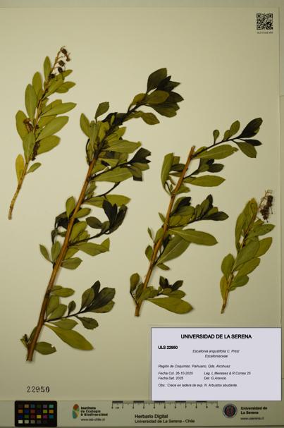 Escallonia angustifolia [Espécimen: ULS:ULS:0022950]