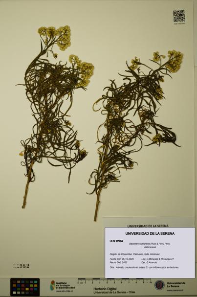 Baccharis salicifolia [Espécimen: ULS:ULS:0022952]