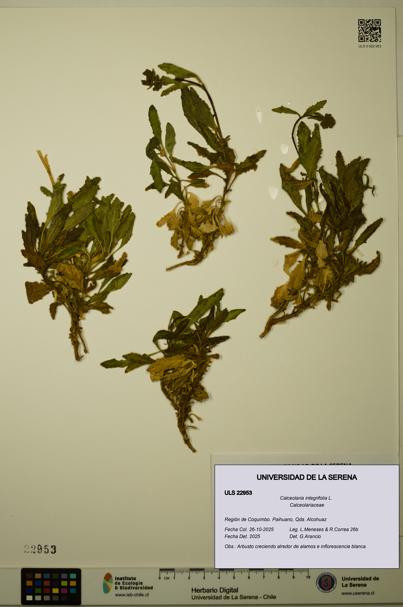 Calceolaria integrifolia [Espécimen: ULS:ULS:0022953]