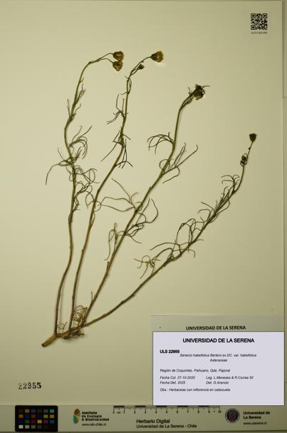 Senecio hakeifolius var. hakeifolius [Espécimen: ULS:ULS:0022955]