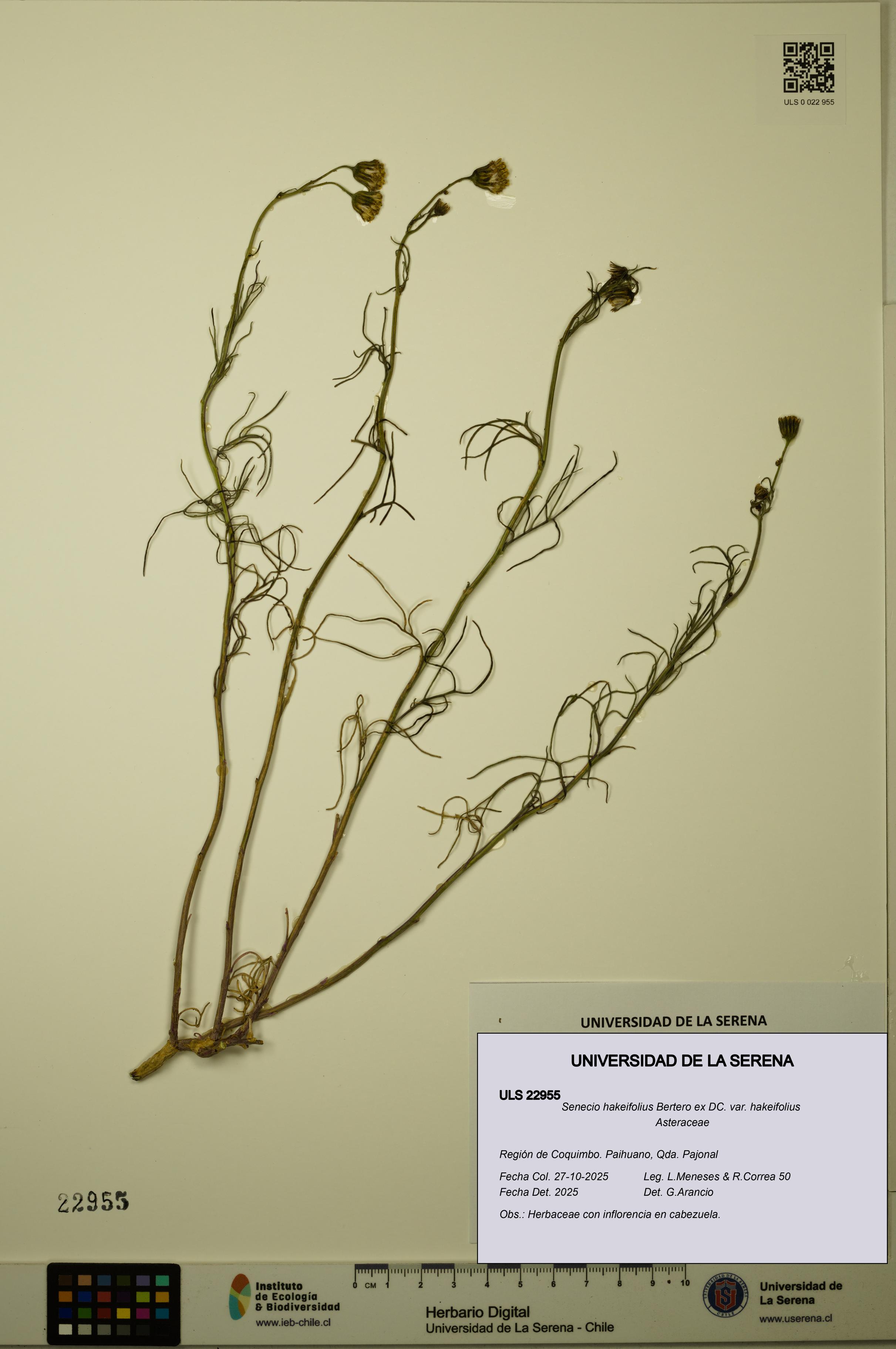 Senecio hakeifolius var. hakeifolius [Espécimen: ULS:ULS:0022955]
