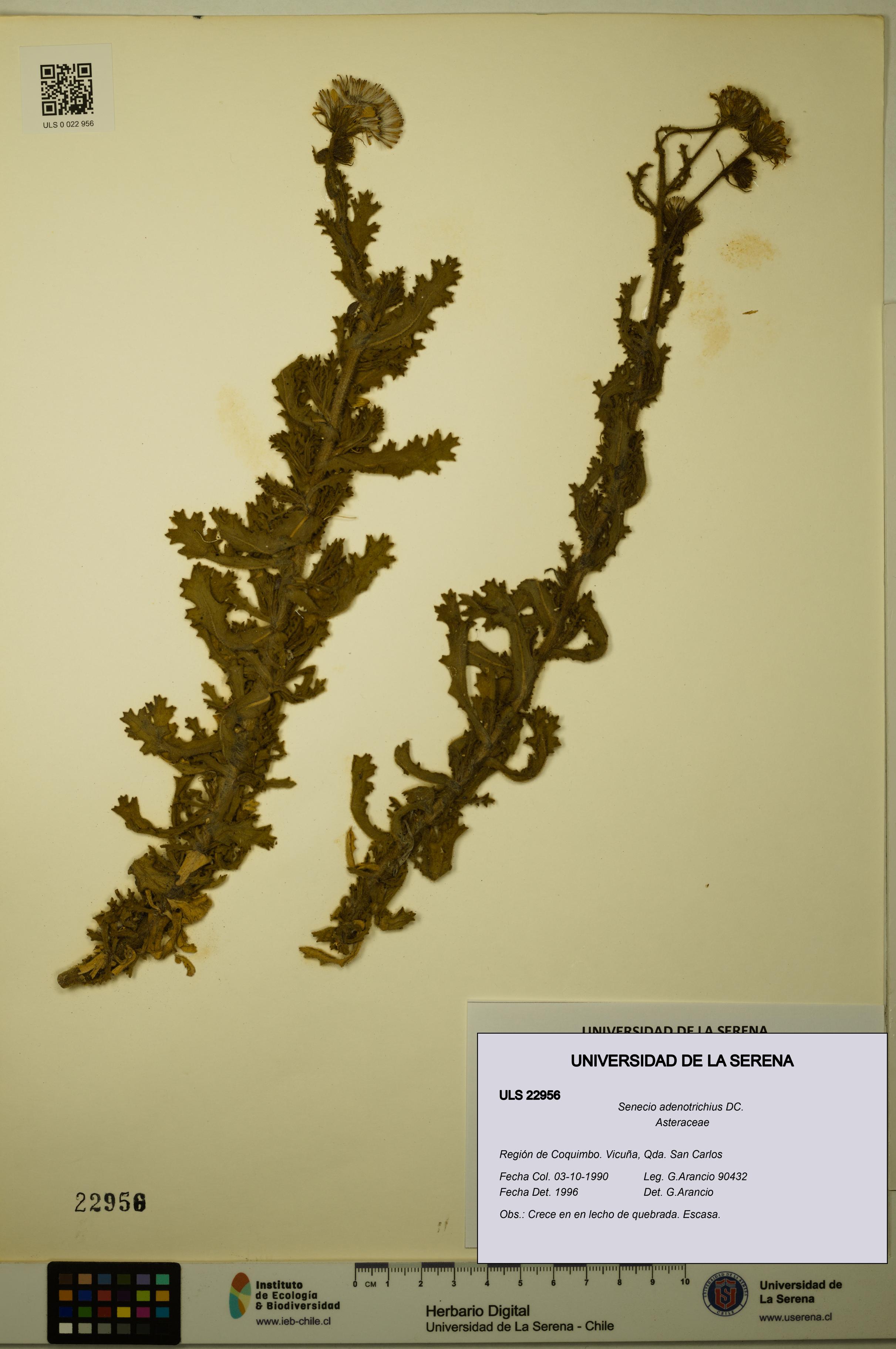 Senecio adenotrichius [Espécimen: ULS:ULS:0022956]
