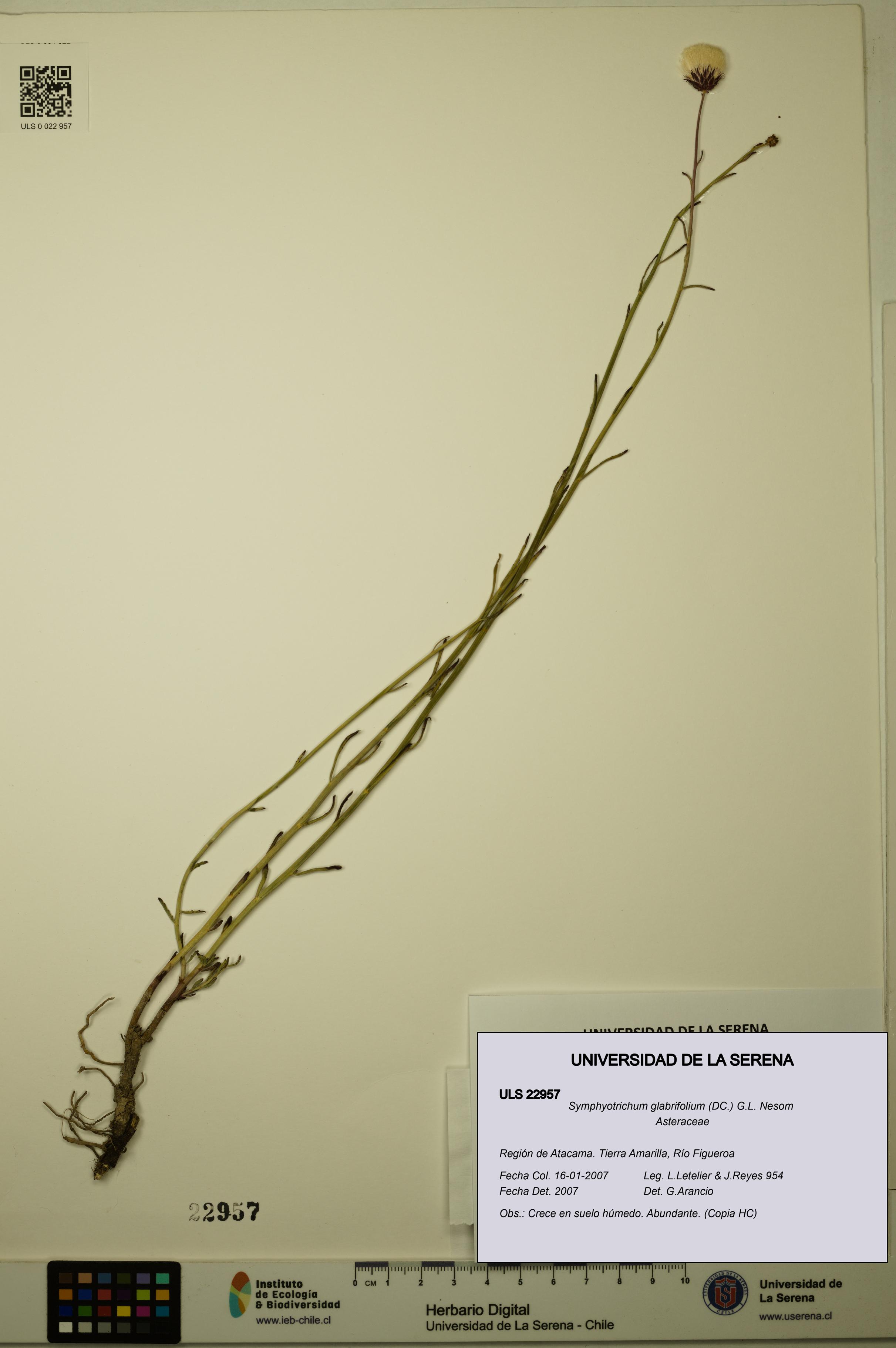 Symphyotrichum glabrifolium [Espécimen: ULS:ULS:0022957]