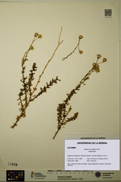 Senecio minutifolius [Espécimen: ULS:ULS:0022958]
