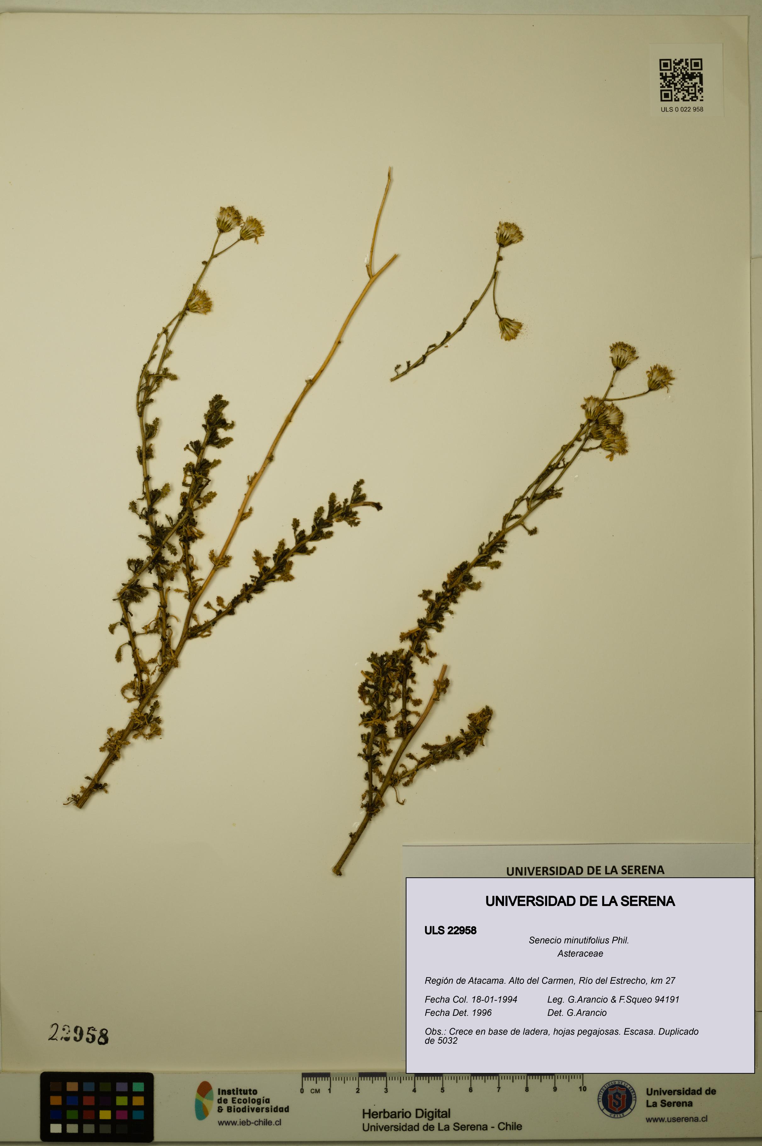 Senecio minutifolius [Espécimen: ULS:ULS:0022958]