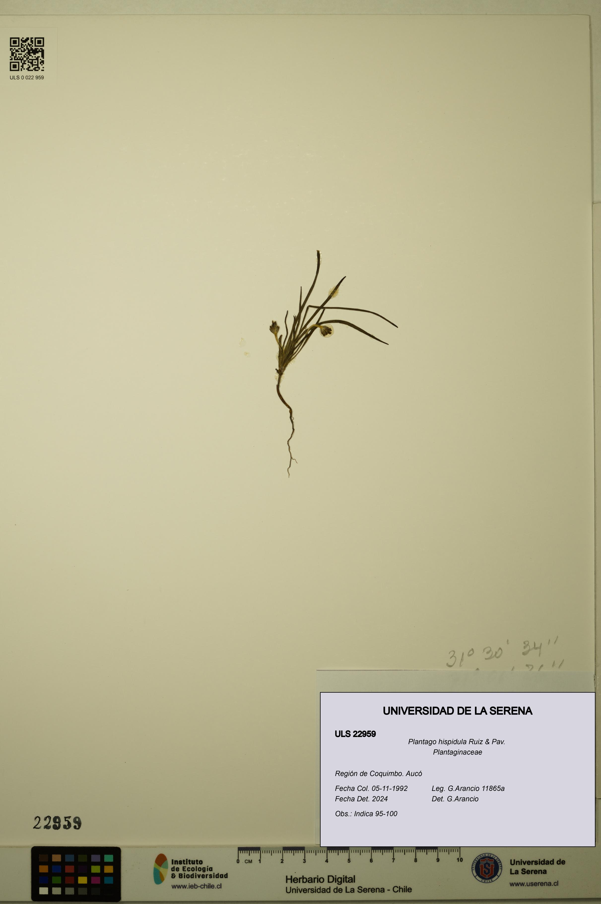 Plantago hispidula [Espécimen: ULS:ULS:0022959]