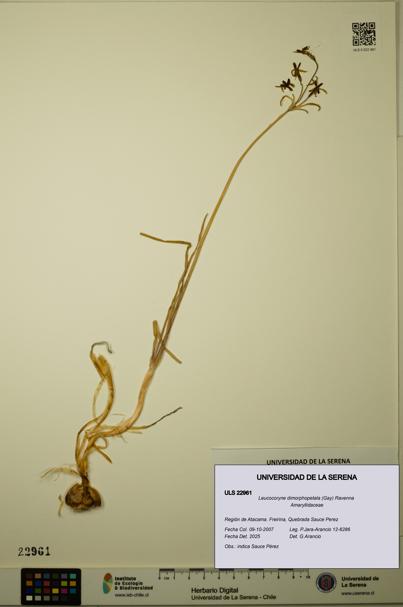 Leucocoryne dimorphopetala [Espécimen: ULS:ULS:0022961]