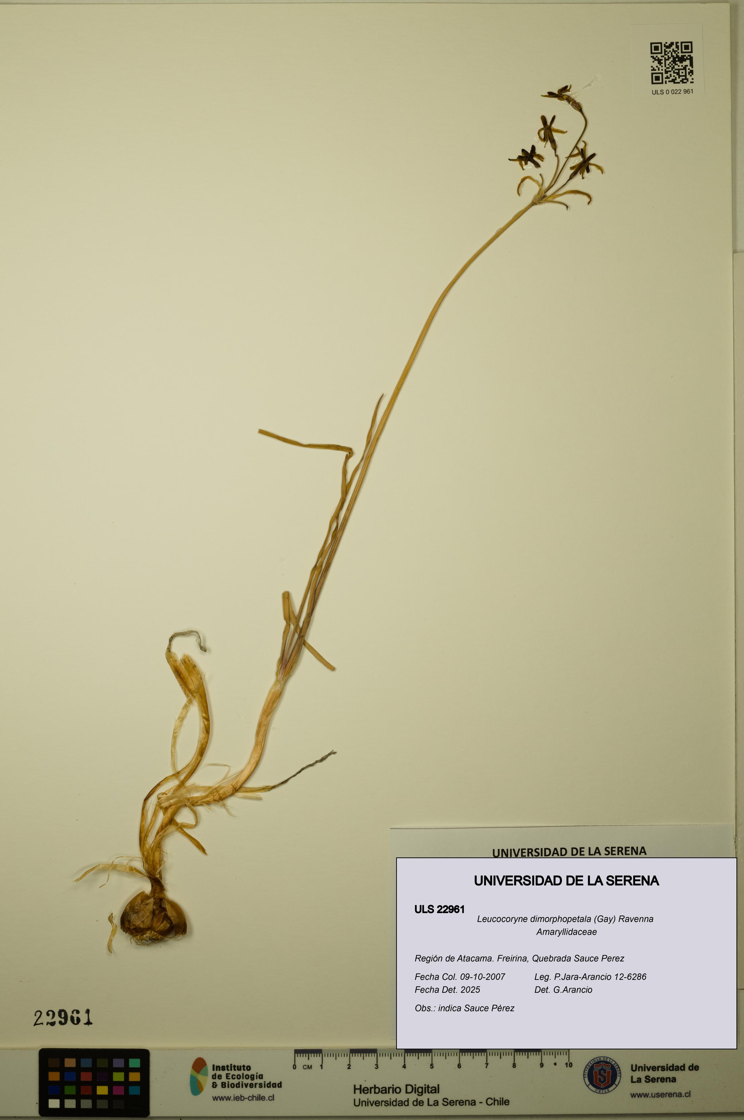 Leucocoryne dimorphopetala [Espécimen: ULS:ULS:0022961]