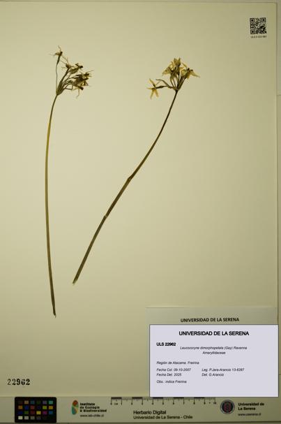Leucocoryne dimorphopetala [Espécimen: ULS:ULS:0022962]
