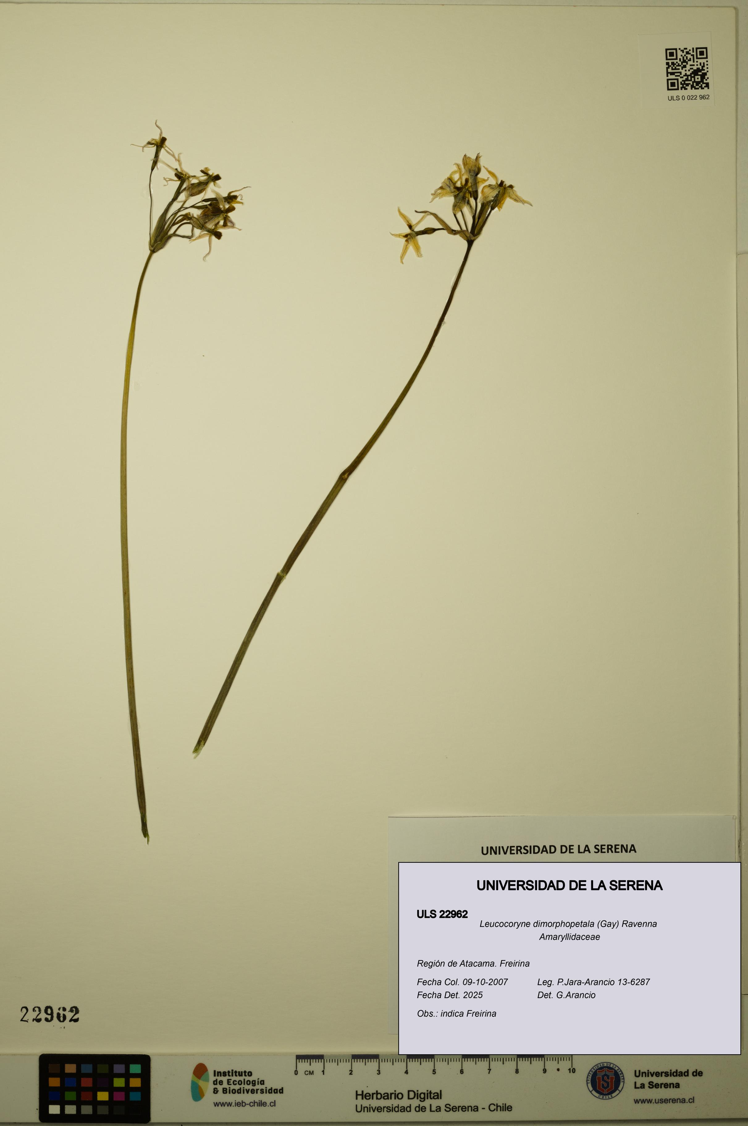 Leucocoryne dimorphopetala [Espécimen: ULS:ULS:0022962]