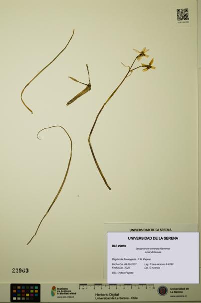 Leucocoryne coronata [Espécimen: ULS:ULS:0022963]
