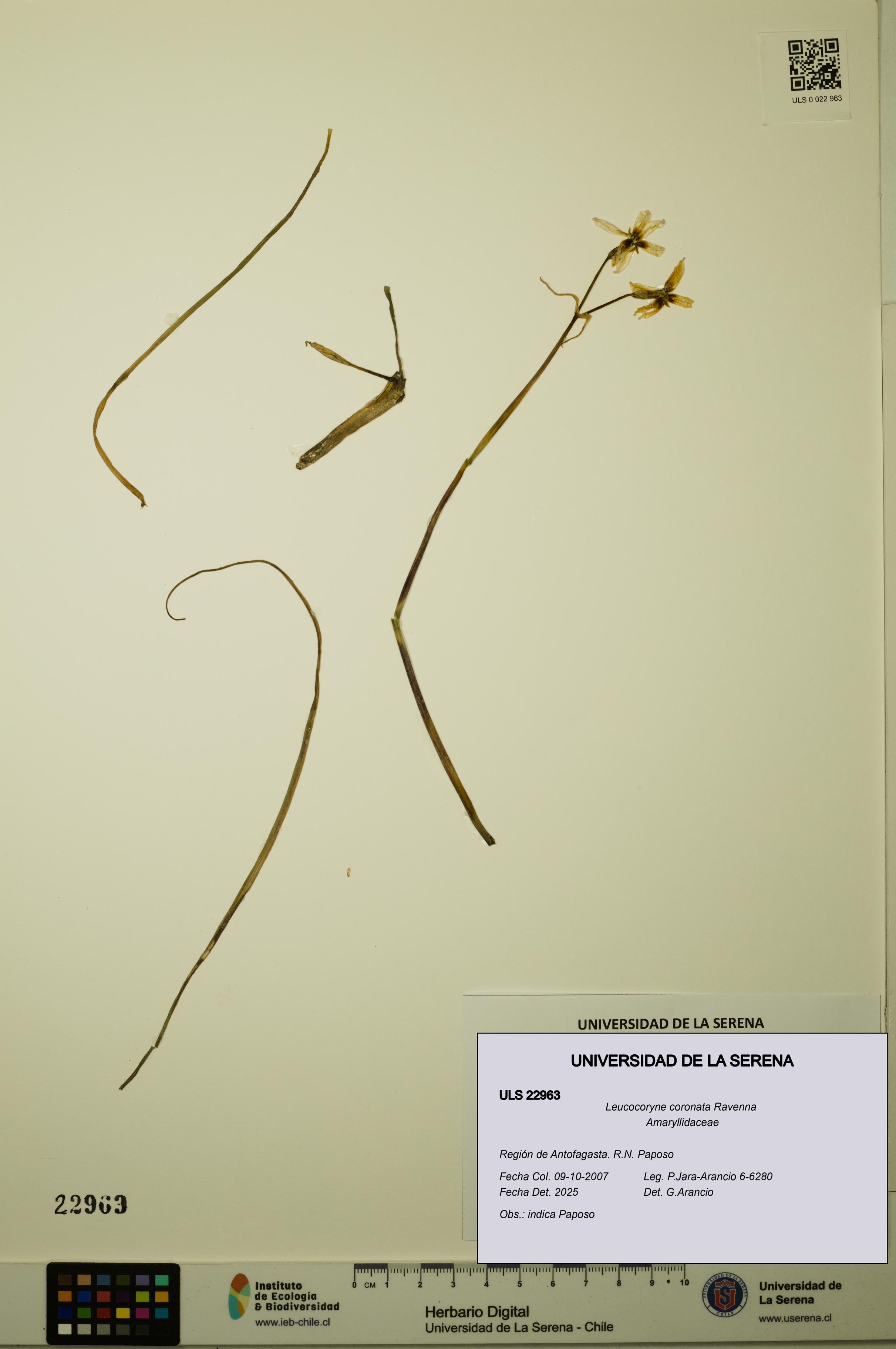 Leucocoryne coronata [Espécimen: ULS:ULS:0022963]