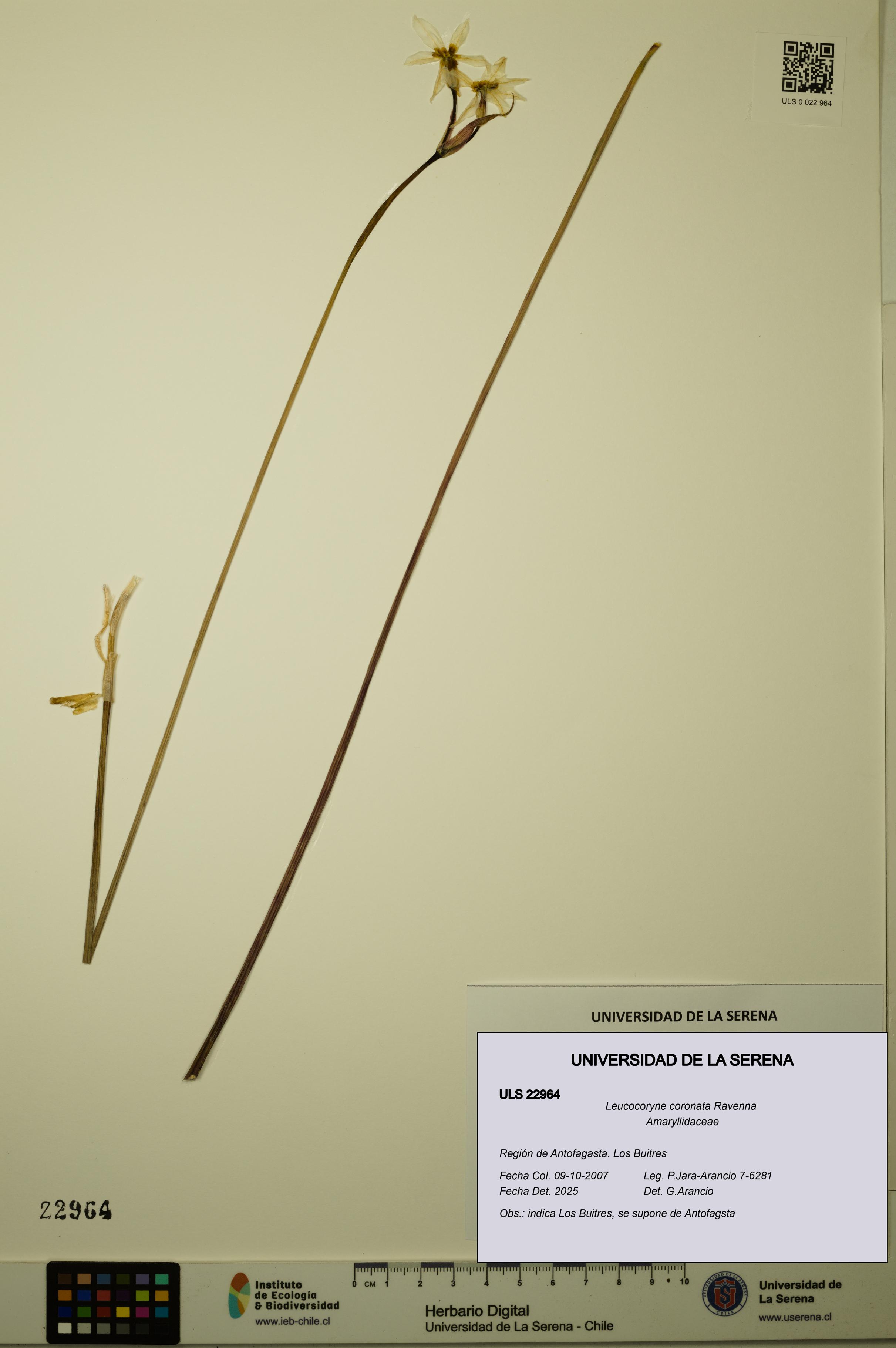 Leucocoryne coronata [Espécimen: ULS:ULS:0022964]