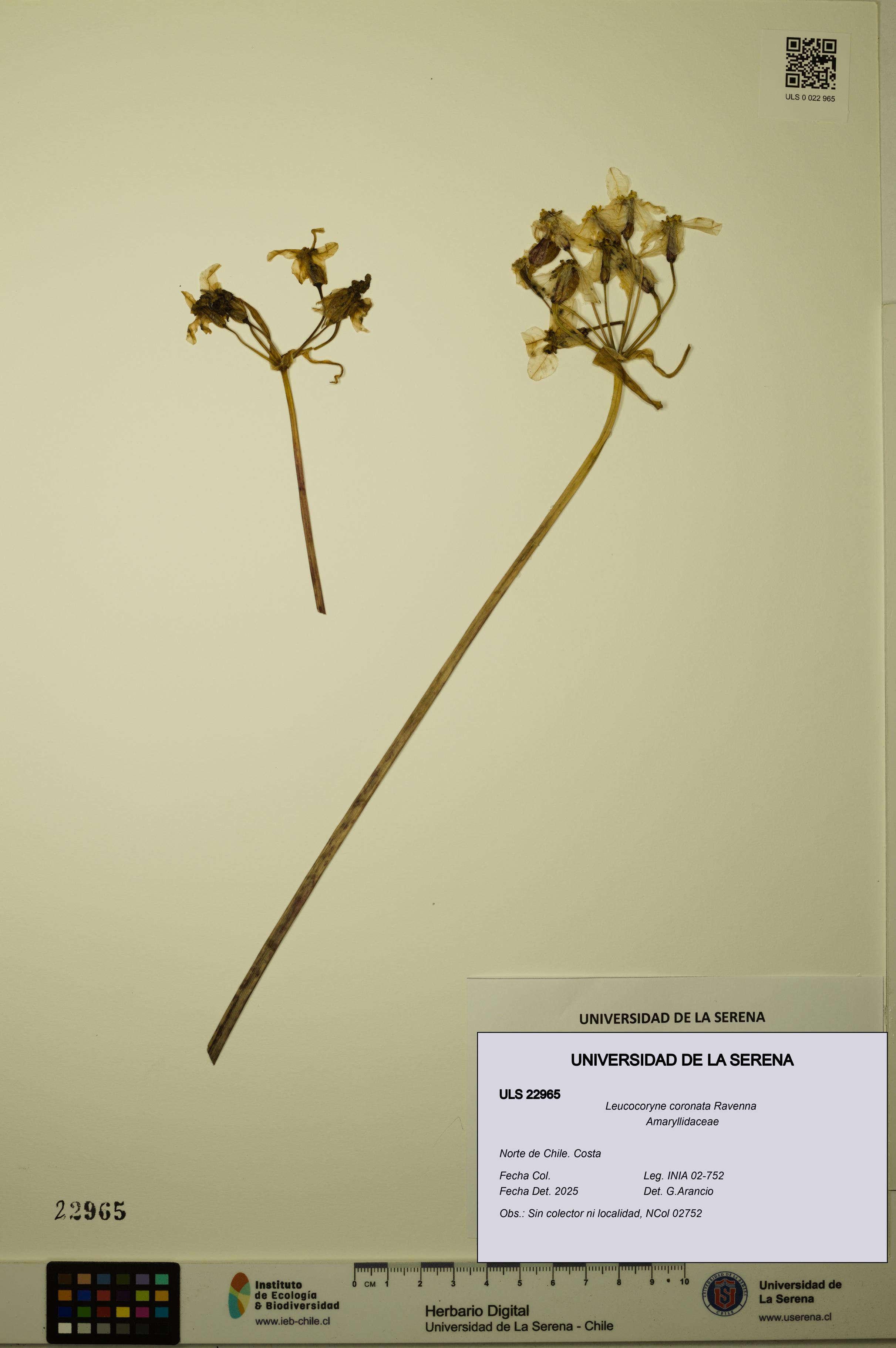 Leucocoryne coronata [Espécimen: ULS:ULS:0022965]