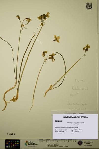 Leucocoryne coronata [Espécimen: ULS:ULS:0022966]